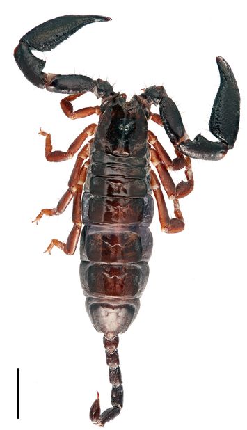 Vorschaubild Iomachus politus occidentalis Lourenço, 2003